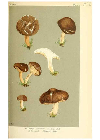 Reproducción/Reproduction 9016319136: Illustrations of British Fungi (Hymenomycetes), to serve as an atlas to the ""Handbook of British Fungi"".. LondonWilliams and Norgate1881-91