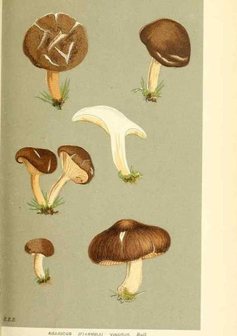 Reproducción/Reproduction 9016319136: Illustrations of British Fungi (Hymenomycetes), to serve as an atlas to the ""Handbook of British Fungi"".. LondonWilliams and Norgate1881-91