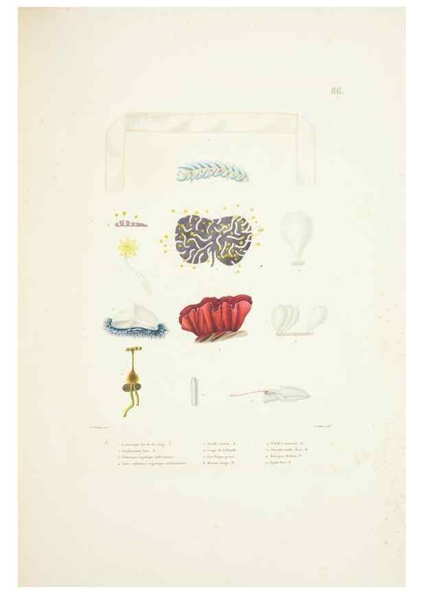 Reproducción/Reproduction 9005793445: Voyage autour du monde :. Paris :Pillet, Aine, Imprimerie royale,1824.