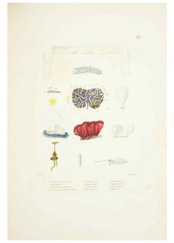 Reproducción/Reproduction 9005793445: Voyage autour du monde :. Paris :Pillet, Aine, Imprimerie royale,1824.