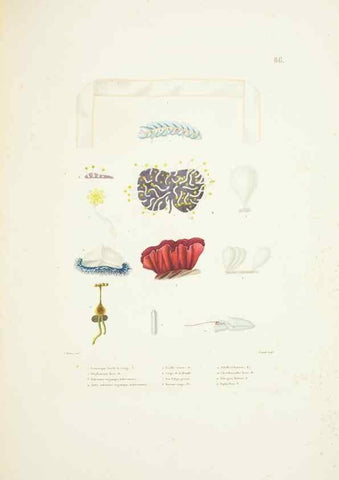Reproducción/Reproduction 9005793445: Voyage autour du monde :. Paris :Pillet, Aine, Imprimerie royale,1824.