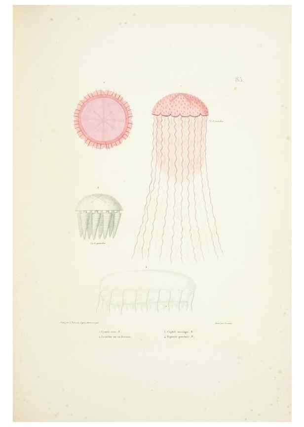 Reproducción/Reproduction 9006973142: Voyage autour du monde :. Paris :Pillet, Aine, Imprimerie royale,1824.