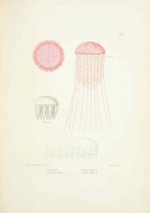 Reproducción/Reproduction 9006973142: Voyage autour du monde :. Paris :Pillet, Aine, Imprimerie royale,1824.