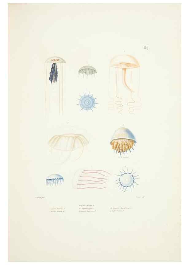 Reproducción/Reproduction 9005790407: Voyage autour du monde :. Paris :Pillet, Aine, Imprimerie royale,1824.