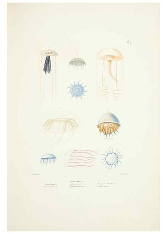 Reproducción/Reproduction 9005790407: Voyage autour du monde :. Paris :Pillet, Aine, Imprimerie royale,1824.