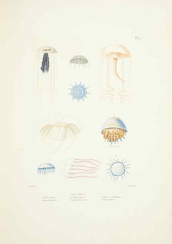 Reproducción/Reproduction 9005790407: Voyage autour du monde :. Paris :Pillet, Aine, Imprimerie royale,1824.