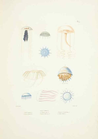 Reproducción/Reproduction 9005790407: Voyage autour du monde :. Paris :Pillet, Aine, Imprimerie royale,1824.