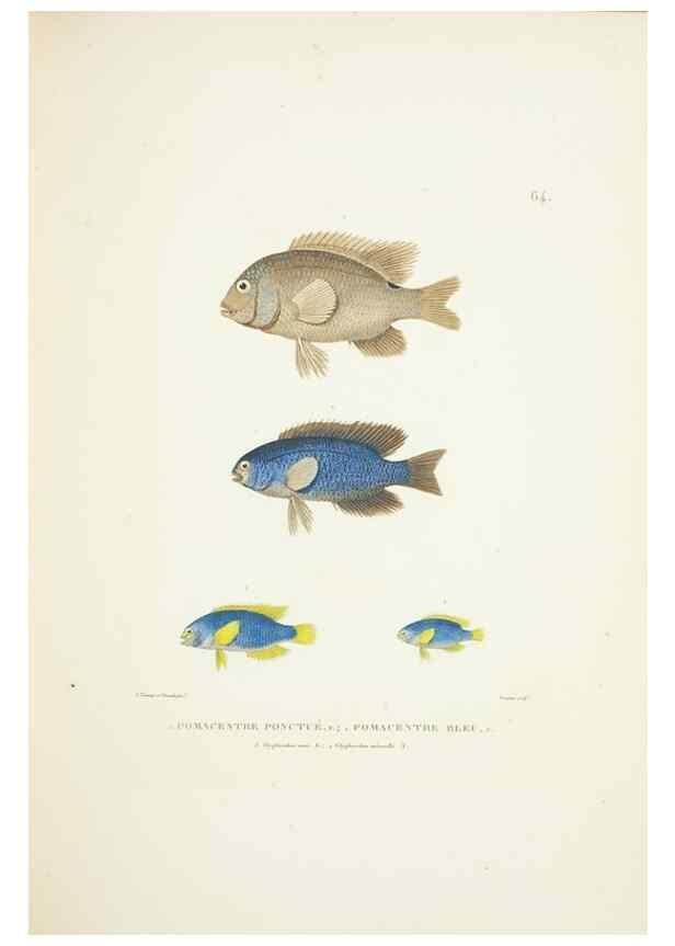 Reproducción/Reproduction 9006948374: Voyage autour du monde :. Paris :Pillet, Aine, Imprimerie royale,1824.
