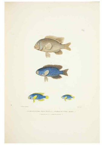 Reproducción/Reproduction 9006948374: Voyage autour du monde :. Paris :Pillet, Aine, Imprimerie royale,1824.
