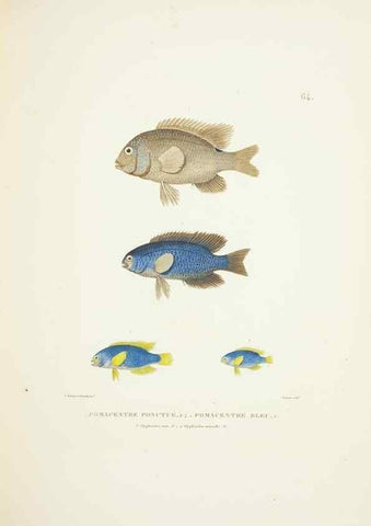 Reproducción/Reproduction 9006948374: Voyage autour du monde :. Paris :Pillet, Aine, Imprimerie royale,1824.