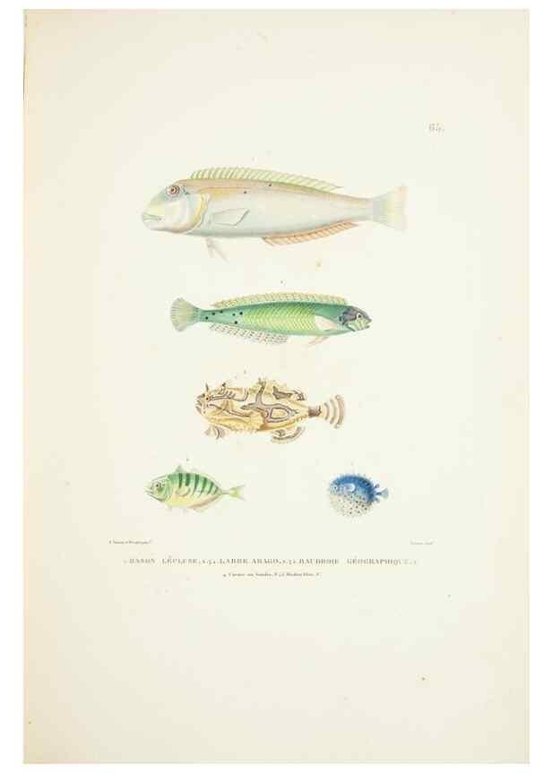Reproducción/Reproduction 9006949724: Voyage autour du monde :. Paris :Pillet, Aine, Imprimerie royale,1824.