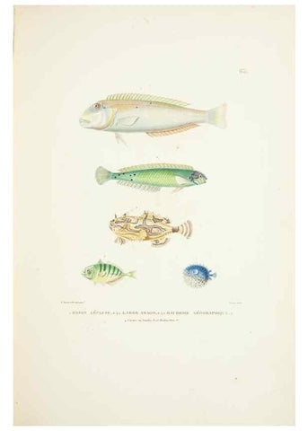 Reproducción/Reproduction 9006949724: Voyage autour du monde :. Paris :Pillet, Aine, Imprimerie royale,1824.