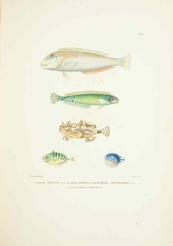 Reproducción/Reproduction 9006949724: Voyage autour du monde :. Paris :Pillet, Aine, Imprimerie royale,1824.