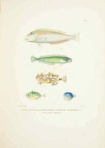 Reproducción/Reproduction 9006949724: Voyage autour du monde :. Paris :Pillet, Aine, Imprimerie royale,1824.