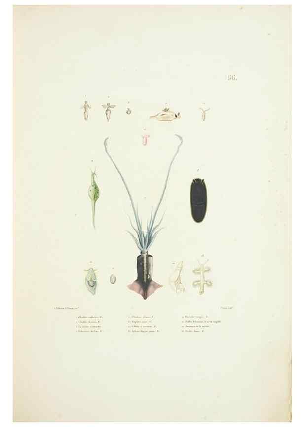 Reproducción/Reproduction 9006950880: Voyage autour du monde :. Paris :Pillet, Aine, Imprimerie royale,1824.