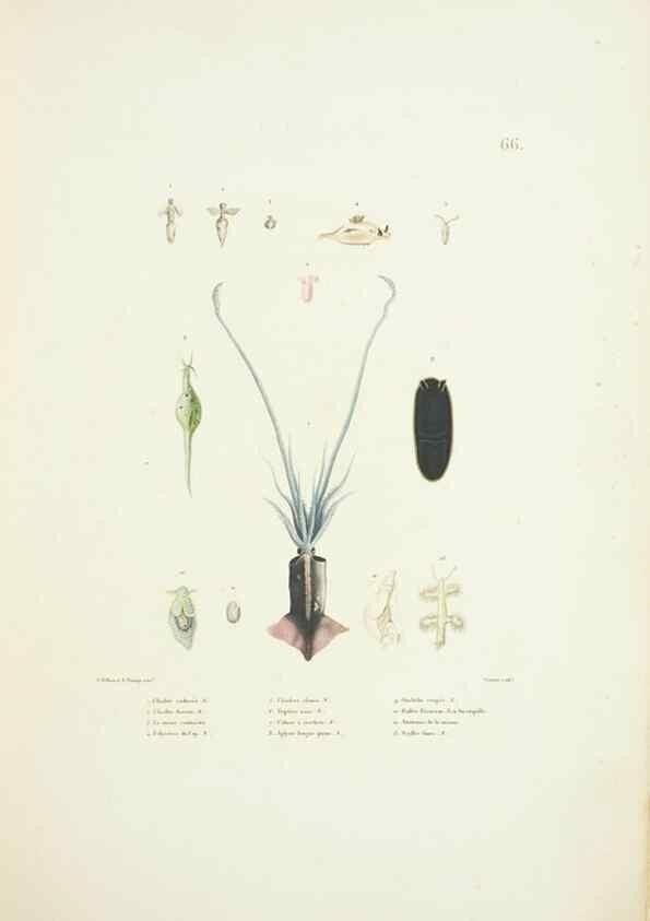 Reproducción/Reproduction 9006950880: Voyage autour du monde :. Paris :Pillet, Aine, Imprimerie royale,1824.