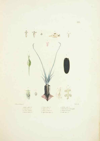 Reproducción/Reproduction 9006950880: Voyage autour du monde :. Paris :Pillet, Aine, Imprimerie royale,1824.