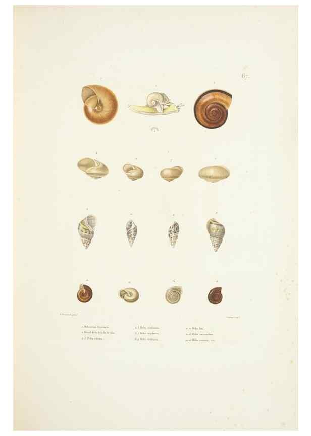 Reproducción/Reproduction 9006952148: Voyage autour du monde :. Paris :Pillet, Aine, Imprimerie royale,1824.