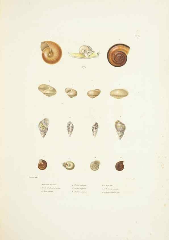 Reproducción/Reproduction 9006952148: Voyage autour du monde :. Paris :Pillet, Aine, Imprimerie royale,1824.