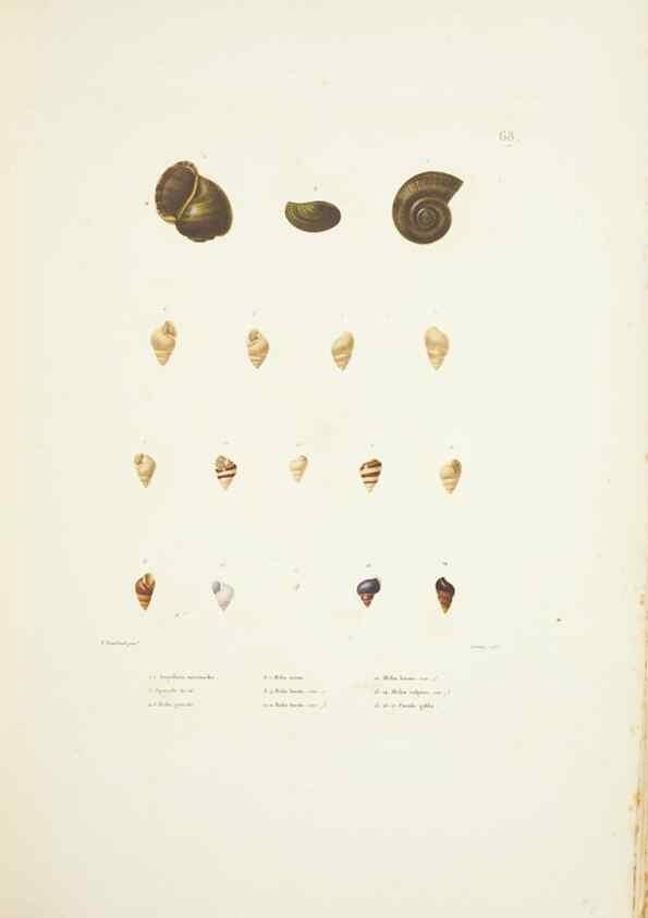 Reproducción/Reproduction 9006953384: Voyage autour du monde :. Paris :Pillet, Aine, Imprimerie royale,1824.