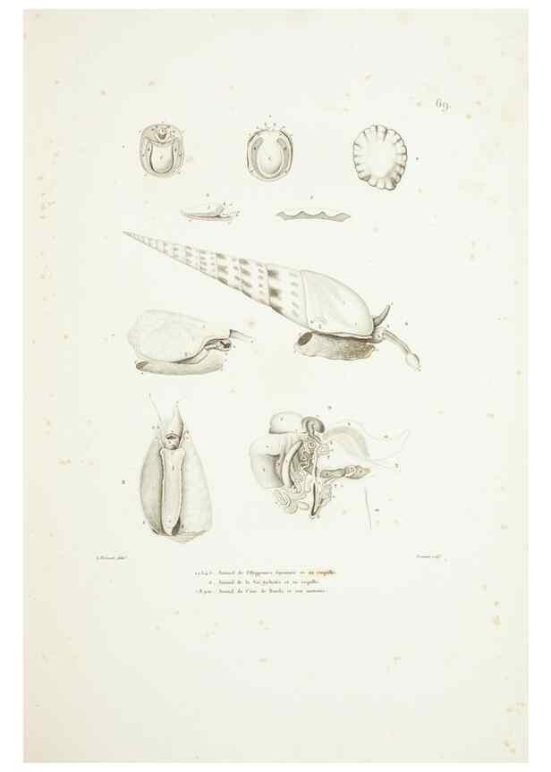 Reproducción/Reproduction 9006954906: Voyage autour du monde :. Paris :Pillet, Aine, Imprimerie royale,1824.