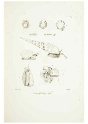 Reproducción/Reproduction 9006954906: Voyage autour du monde :. Paris :Pillet, Aine, Imprimerie royale,1824.