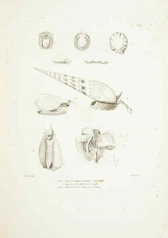 Reproducción/Reproduction 9006954906: Voyage autour du monde :. Paris :Pillet, Aine, Imprimerie royale,1824.