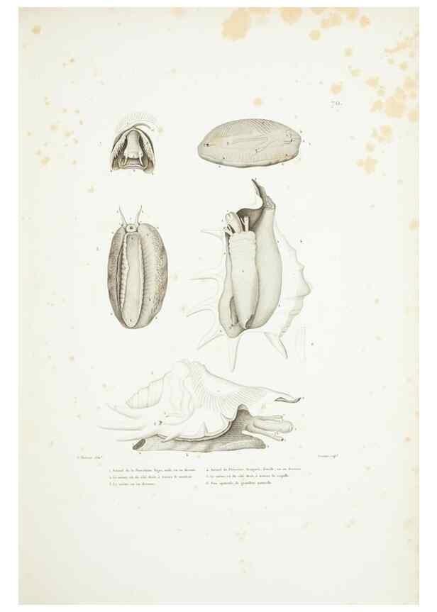 Reproducción/Reproduction 9005775187: Voyage autour du monde :. Paris :Pillet, Aine, Imprimerie royale,1824.