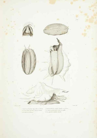 Reproducción/Reproduction 9005775187: Voyage autour du monde :. Paris :Pillet, Aine, Imprimerie royale,1824.