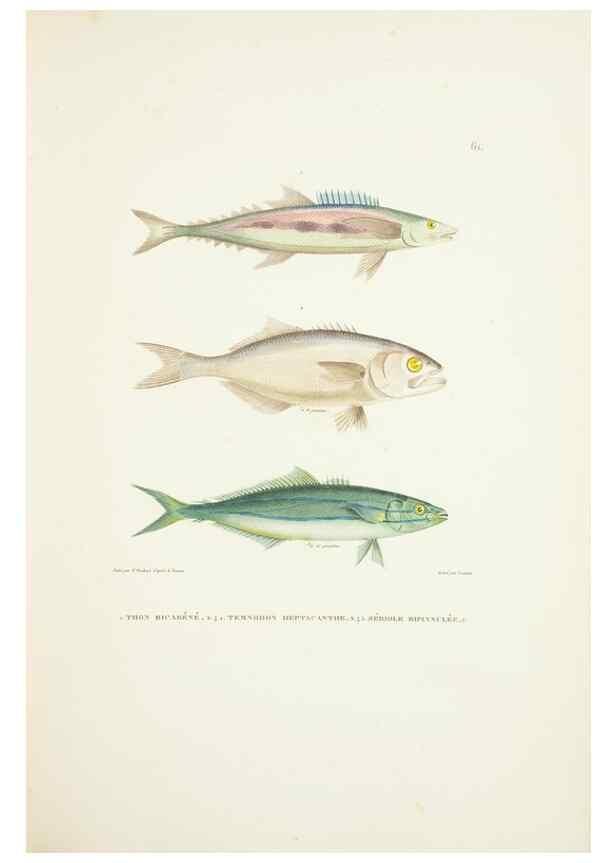 Reproducción/Reproduction 9005764547: Voyage autour du monde :. Paris :Pillet, Aine, Imprimerie royale,1824.