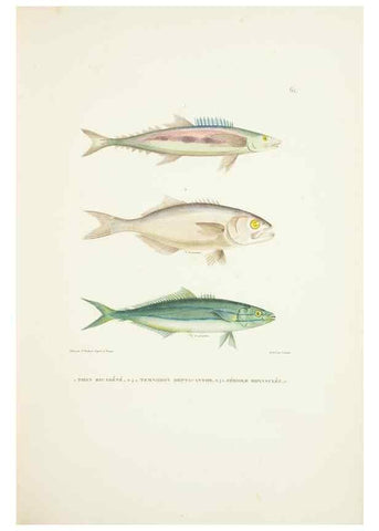 Reproducción/Reproduction 9005764547: Voyage autour du monde :. Paris :Pillet, Aine, Imprimerie royale,1824.