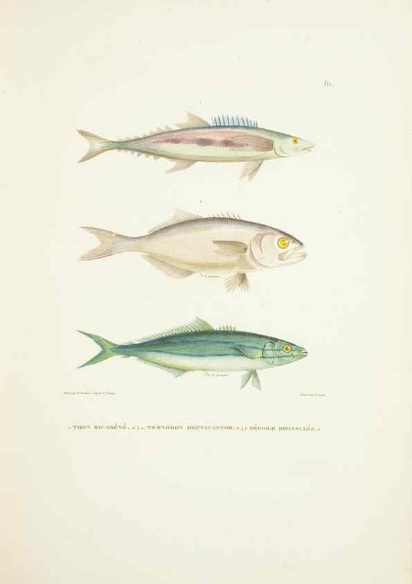 Reproducción/Reproduction 9005764547: Voyage autour du monde :. Paris :Pillet, Aine, Imprimerie royale,1824.