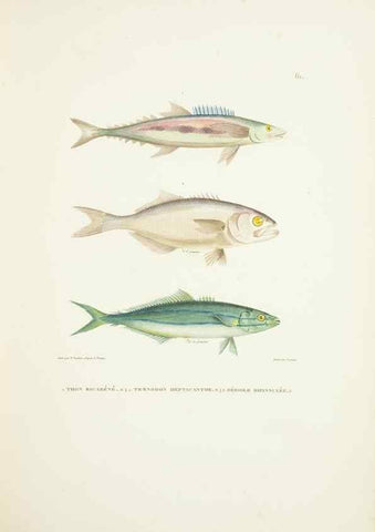 Reproducción/Reproduction 9005764547: Voyage autour du monde :. Paris :Pillet, Aine, Imprimerie royale,1824.