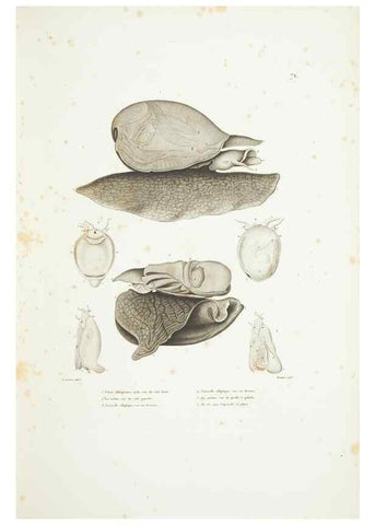 Reproducción/Reproduction 9005776901: Voyage autour du monde :. Paris :Pillet, Aine, Imprimerie royale,1824.