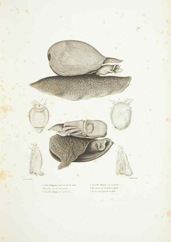 Reproducción/Reproduction 9005776901: Voyage autour du monde :. Paris :Pillet, Aine, Imprimerie royale,1824.