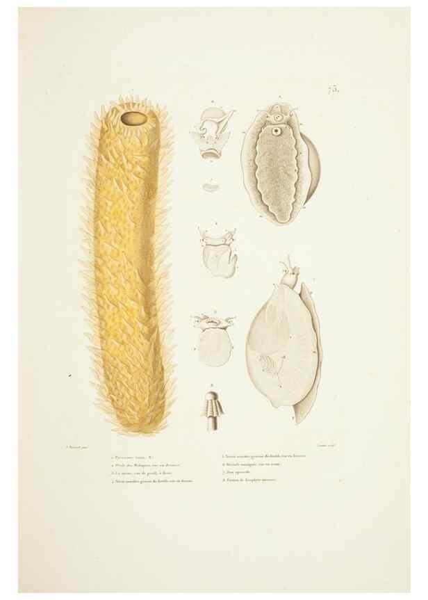Reproducción/Reproduction 9005779985: Voyage autour du monde :. Paris :Pillet, Aine, Imprimerie royale,1824.