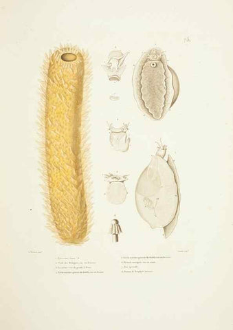 Reproducción/Reproduction 9005779985: Voyage autour du monde :. Paris :Pillet, Aine, Imprimerie royale,1824.