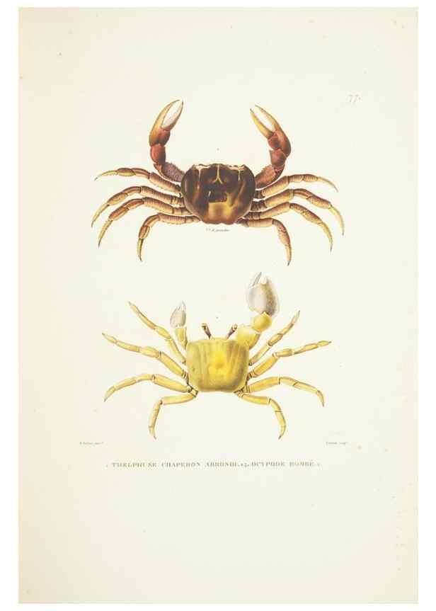 Reproducción/Reproduction 9006962584: Voyage autour du monde :. Paris :Pillet, Aine, Imprimerie royale,1824.