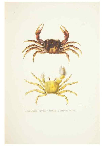 Reproducción/Reproduction 9006962584: Voyage autour du monde :. Paris :Pillet, Aine, Imprimerie royale,1824.