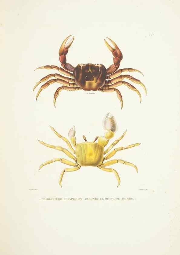 Reproducción/Reproduction 9006962584: Voyage autour du monde :. Paris :Pillet, Aine, Imprimerie royale,1824.