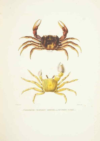Reproducción/Reproduction 9006962584: Voyage autour du monde :. Paris :Pillet, Aine, Imprimerie royale,1824.