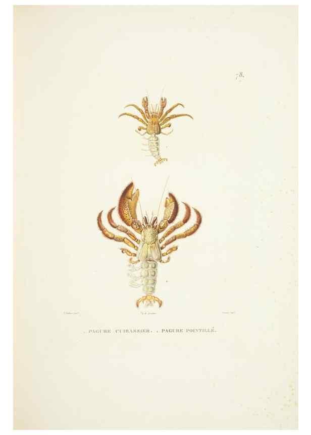 Reproducción/Reproduction 9006963690: Voyage autour du monde :. Paris :Pillet, Aine, Imprimerie royale,1824.