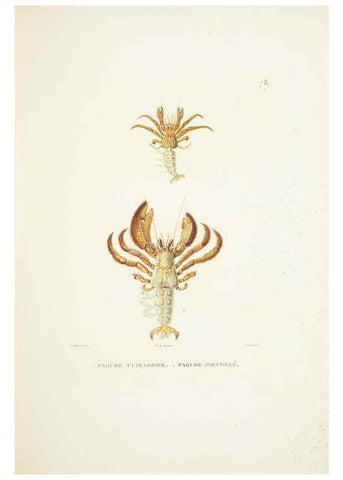 Reproducción/Reproduction 9006963690: Voyage autour du monde :. Paris :Pillet, Aine, Imprimerie royale,1824.