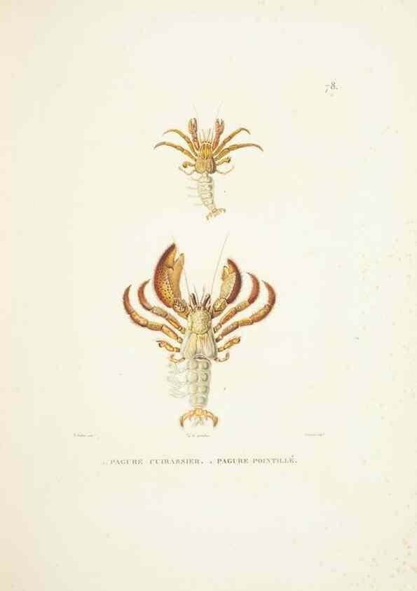 Reproducción/Reproduction 9006963690: Voyage autour du monde :. Paris :Pillet, Aine, Imprimerie royale,1824.