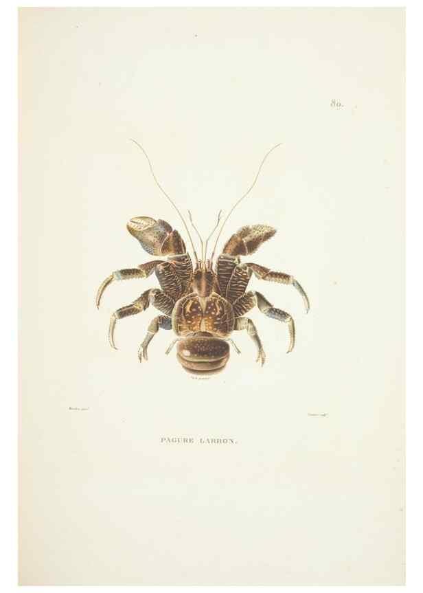 Reproducción/Reproduction 9006965238: Voyage autour du monde :. Paris :Pillet, Aine, Imprimerie royale,1824.