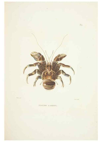 Reproducción/Reproduction 9006965238: Voyage autour du monde :. Paris :Pillet, Aine, Imprimerie royale,1824.