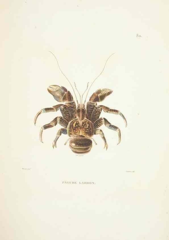 Reproducción/Reproduction 9006965238: Voyage autour du monde :. Paris :Pillet, Aine, Imprimerie royale,1824.