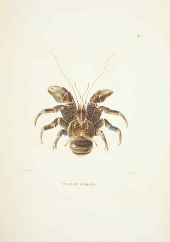 Reproducción/Reproduction 9006965238: Voyage autour du monde :. Paris :Pillet, Aine, Imprimerie royale,1824.