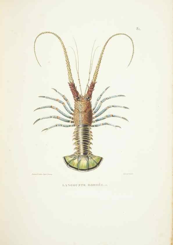 Reproducción/Reproduction 9005786171: Voyage autour du monde :. Paris :Pillet, Aine, Imprimerie royale,1824.