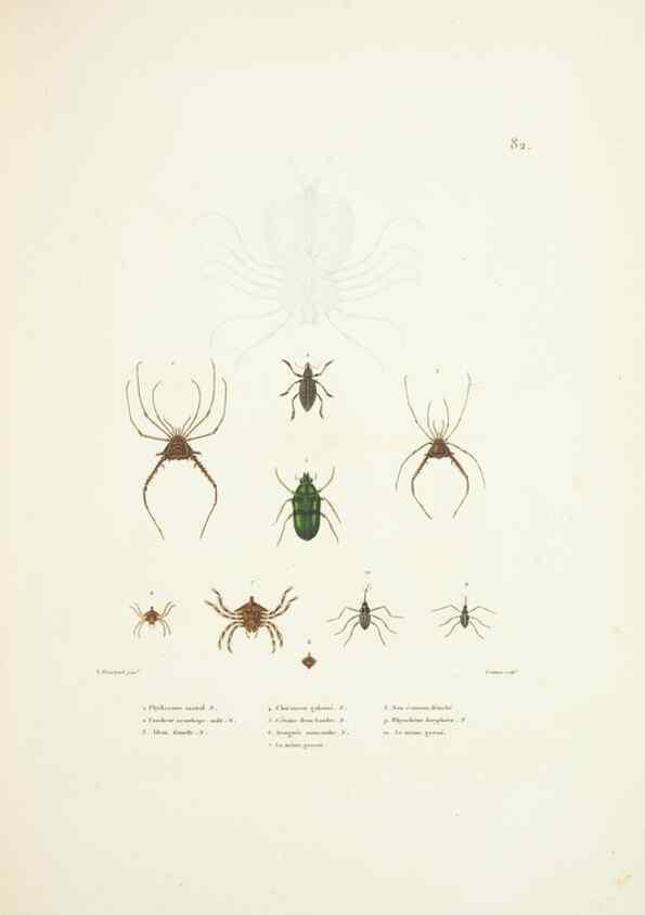 Reproducción/Reproduction 9005787381: Voyage autour du monde :. Paris :Pillet, Aine, Imprimerie royale,1824.